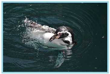 Tučňák Humboldtův při koupání Tučňák Humboldtův při koupání