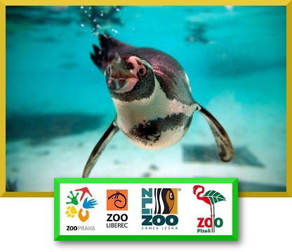 Tučňák Humboldtův v českých Zoologických zahradách Tučňák Humboldtův v českých Zoologických zahradách
