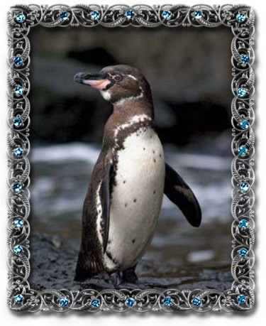 tučňák galapážský