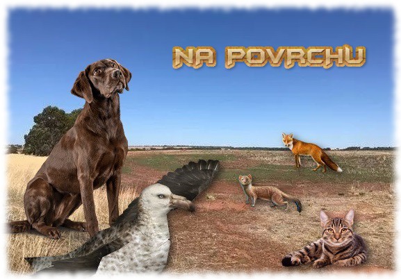 Predátoři na povrchu Predátoři na povrchu