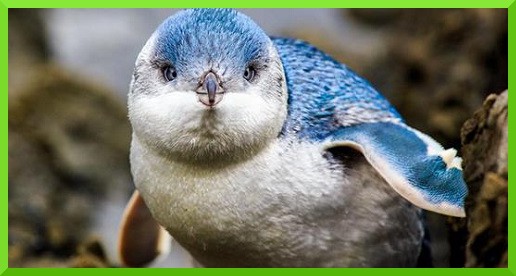 Tučňák nejmenší Tučňák nejmenší