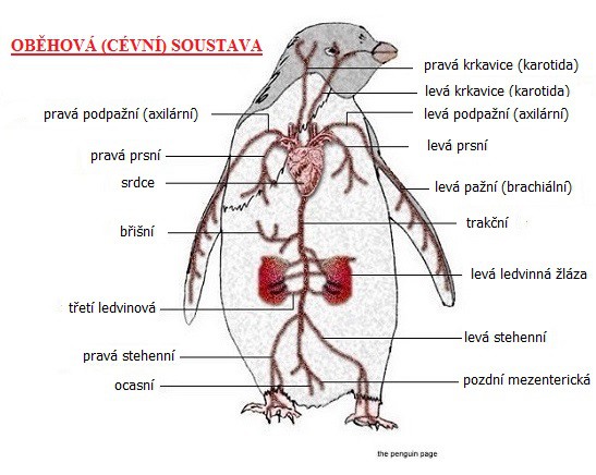 Oběhová soustava Oběhová soustava