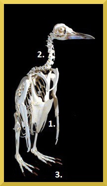 Kostra tučňáka (tučňák patagonský) Kostra tučňáka (tučňák patagonský)