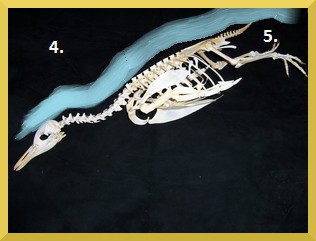 Plovoucí kostra tučňáka Plovoucí kostra tučňáka