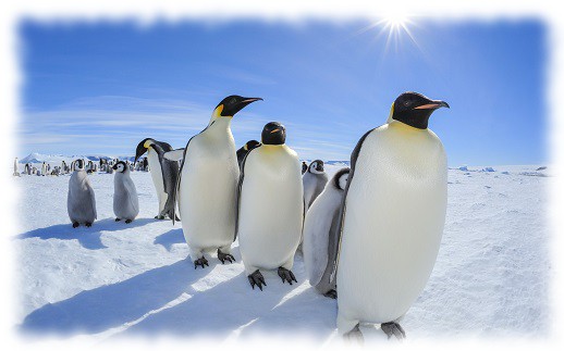 Tučňáci císařští Tučňáci císařští