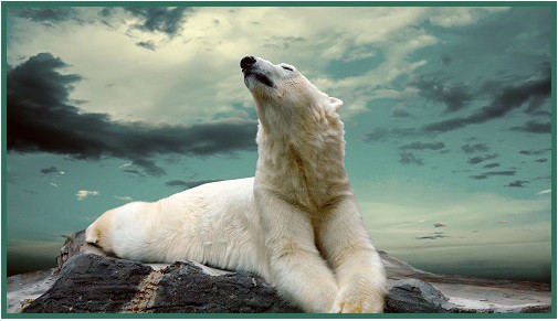 Medvěd lední Medvěd lední