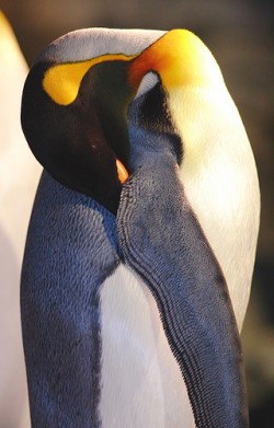 Tučňák patagonský při spánku king_penguin_sleeping.jpg