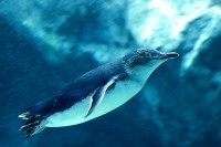 Tučňák nejmenší work_1088480_6_flat-550x550-075-f_little-penguin.jpg