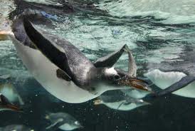 Tučňák oslí tucnak-osli.jpg