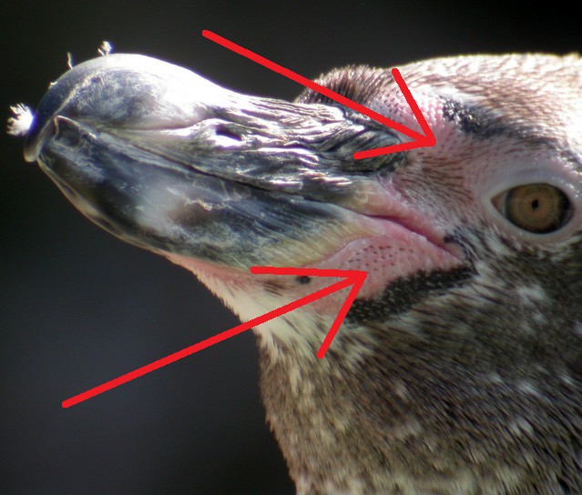 Tučňák Humboldtův a ukázka vynikajícího vyvinutého vzduchového systému tucnak-humboldtuv-a-specialni-vzdusny-system.jpg