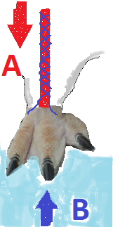 Důmyslný systém krevního oběhu chodidlo-tucnaka.png