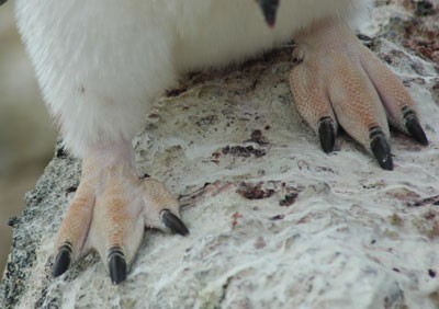 Noha tučňáka chodidla-tucnaku.jpg