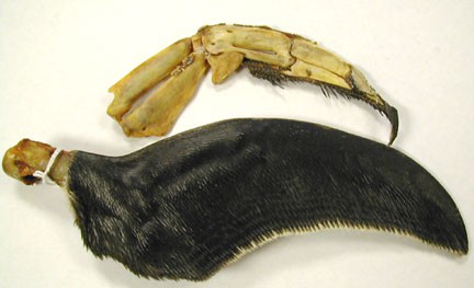 Křídlo tučňáka kridlo.jpg