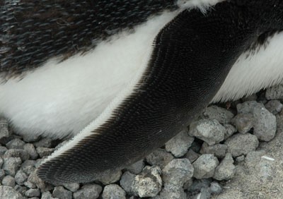 Křídlo tučňáka kroužkového kridlo-tucnaka-krouzkoveho.jpg