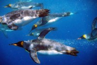 Tučňák patagonský v moři tucnak-patagonsky-v-mori.jpg