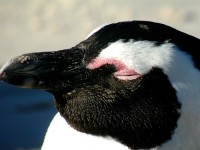 Spící tučňák Spící tučňák