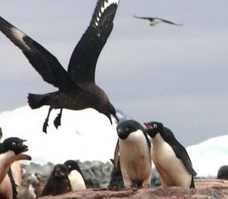 Obrana vajec Obrana vajec