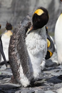 Pelichání Pelichání