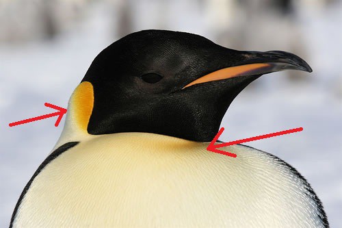 Tučňák císařský a zlatožluté skvrny Tučňák císařský a zlatožluté skvrny