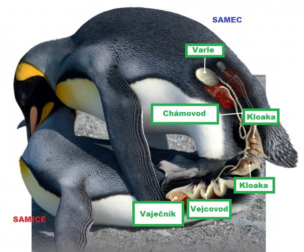 Pohlavní ústrojí Pohlavní ústrojí