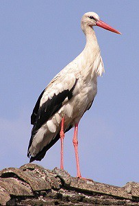 Možným příbuzným tučňáků může být i čap Možným příbuzným tučňáků může být i čap