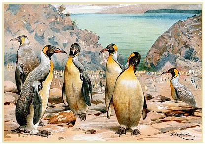 Pachydyptes ponderosus (možná podoba) Pachydyptes ponderosus (možná podoba)