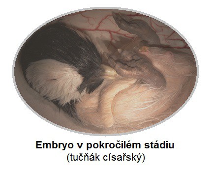 Embryo v pokročilém stádiu Embryo v pokročilém stádiu
