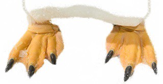 Nožky tučňáka oslího Nožky tučňáka oslího