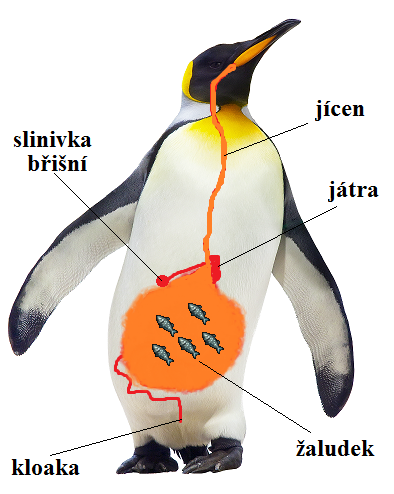 Trávicí soustava Trávicí soustava