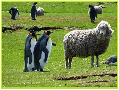 Hnízdění v blízkosti ovcí Hnízdění v blízkosti ovcí