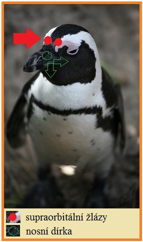 Supraorbitální žlázy Supraorbitální žlázy