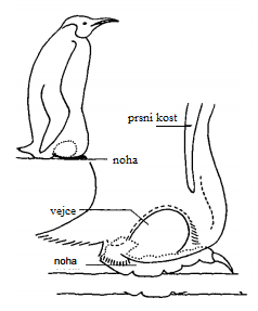 Kožní záhyb Kožní záhyb
