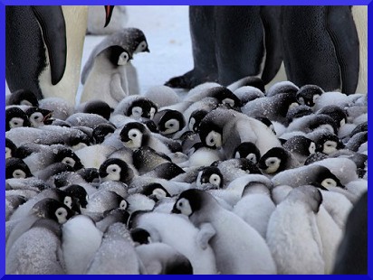 Mláďata tučňáka císařského Mláďata tučňáka císařského