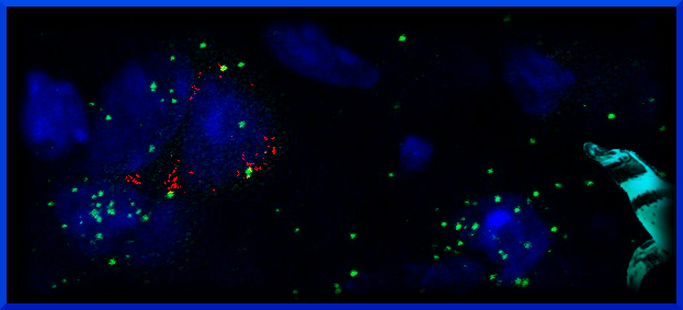 Světélkující kořist Světélkující kořist