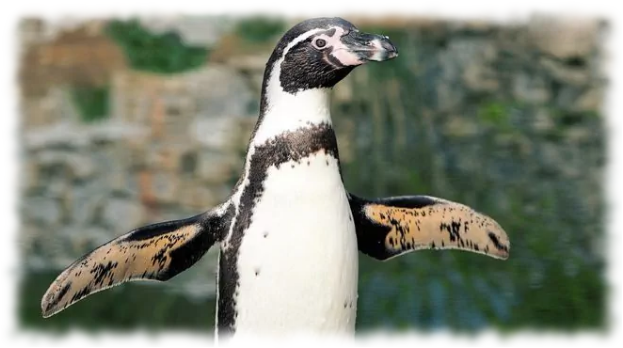 Tučňák Humboldtův Tučňák Humboldtův